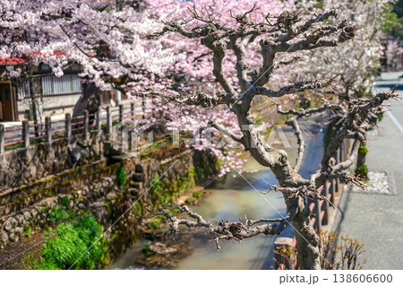 260406江名子川桜z032 138606600