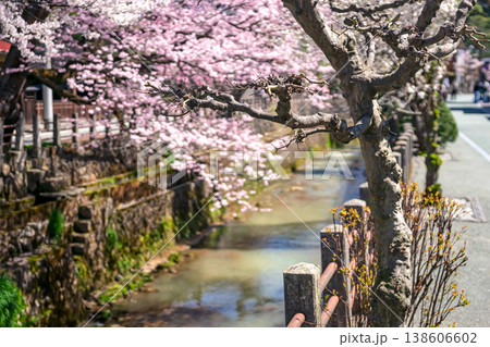 260406江名子川桜z035 260406江名子川桜z035 138606602