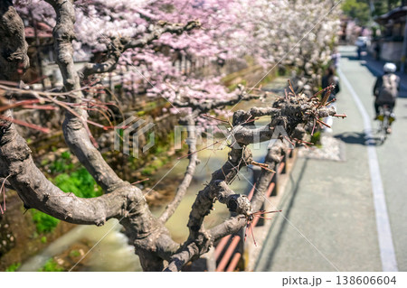 260406江名子川桜z041 138606604