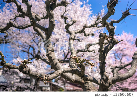 260406江名子川桜z049 138606607