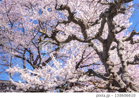 260406江名子川桜z053 260406江名子川桜z053 138606610