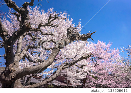 260406江名子川桜z054 138606611