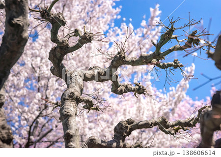 260406江名子川桜z057 260406江名子川桜z057 138606614