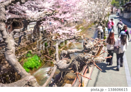 260406江名子川桜z060 260406江名子川桜z060 138606615