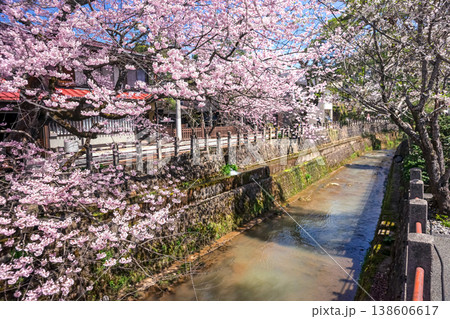 260406江名子川桜z063 138606617