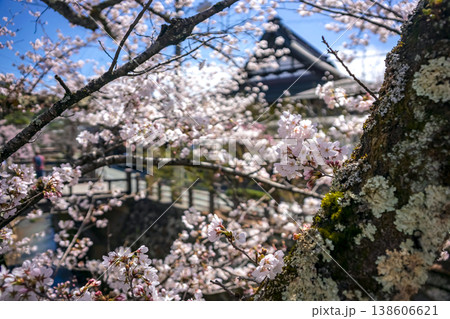 260406江名子川桜z070 138606621