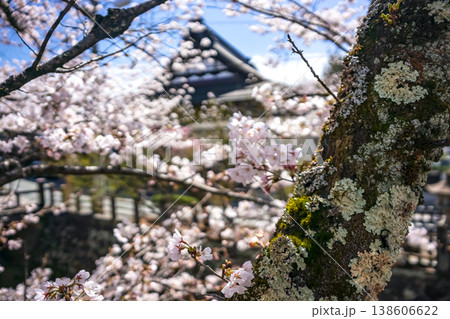 260406江名子川桜z072 260406江名子川桜z072 138606622