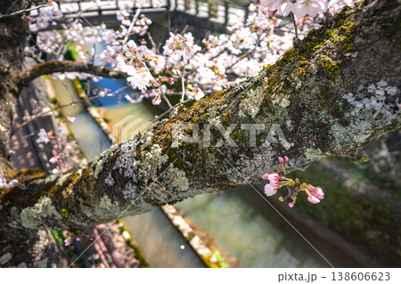 260406江名子川桜z075 260406江名子川桜z075 138606623