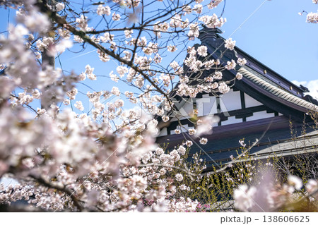 260406江名子川桜z078 138606625