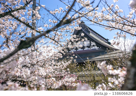 260406江名子川桜z079 260406江名子川桜z079 138606626