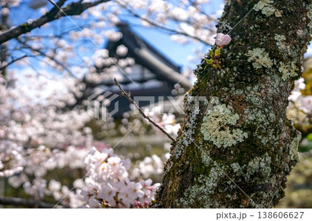260406江名子川桜z081 260406江名子川桜z081 138606627