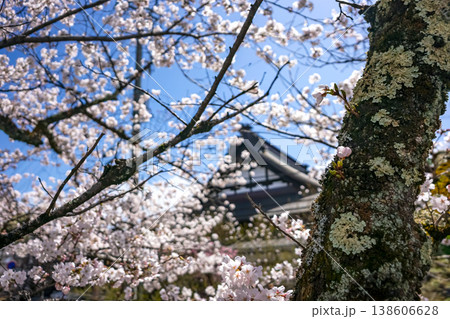 260406江名子川桜z082 138606628