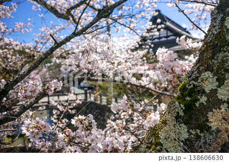 260406江名子川桜z084 260406江名子川桜z084 138606630