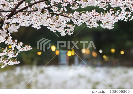 A pretty spring landscape with a flower garden behind fully bloomed cherry trees, a beautiful cherry blossom festival background A pretty spring landscape with a flower garden behind fully bloomed cherry trees, a beautiful cherry blossom festival background 138606869