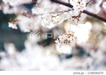 Bright sunlight and the silhouette of pretty cherry blossoms in full bloom, beautiful natural scenery and a spring cherry blossom festival background. Bright sunlight and the silhouette of pretty cherry blossoms in full bloom, beautiful natural scenery and a spring cherry blossom festival background. 138606870
