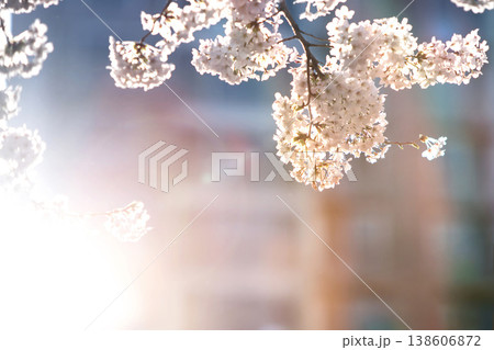Bright sunset sunlight and the silhouette of fully bloomed cherry blossoms, beautiful spring nature scenery and a cherry blossom festival background. Bright sunset sunlight and the silhouette of fully bloomed cherry blossoms, beautiful spring nature scenery and a cherry blossom festival background. 138606872