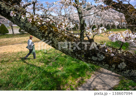 260406宮川緑地公園桜z011 260406宮川緑地公園桜z011 138607094