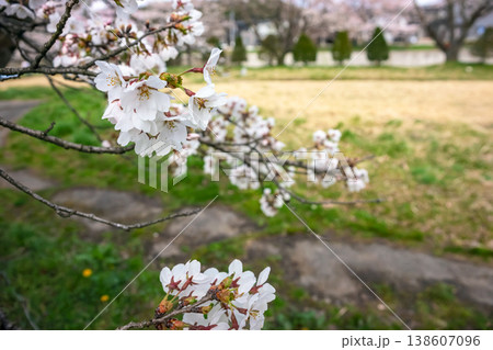 260406宮川緑地公園桜z019 138607096