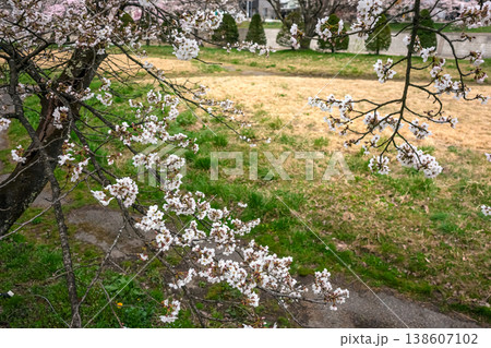 260406宮川緑地公園桜z029 138607102