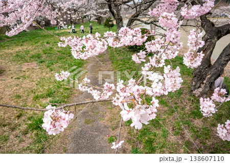 260406宮川緑地公園桜z041 138607110