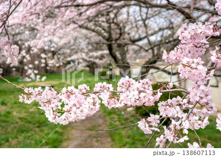260406宮川緑地公園桜z046 138607113