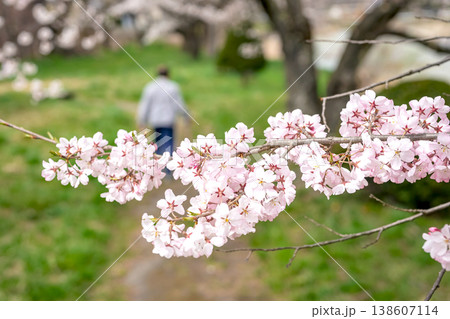 260406宮川緑地公園桜z047 138607114