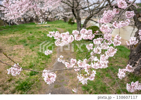 260406宮川緑地公園桜z053 138607117