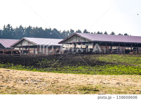 岩手県小岩井農場の明治時代からの施設　やっと雪が溶けた小岩井農場の牧草地と牛舎の牛たち 138608606