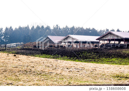 岩手県小岩井農場の明治時代からの施設　やっと雪が溶けた小岩井農場の牧草地と牛舎の牛たち 138608608