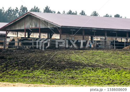 やっと雪が溶けた小岩井農場の牧草地と牛舎の牛たち 138608609