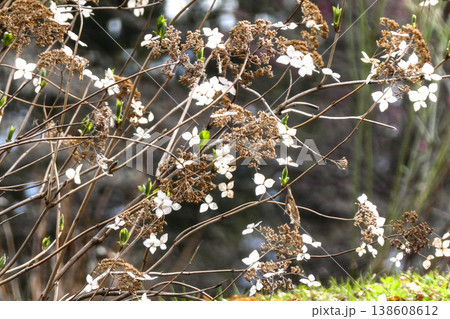 枯れてドライフラワーになった去年の紫陽花に黄緑の新芽が出た 枯れてドライフラワーになった去年の紫陽花に黄緑の新芽が出た 138608612