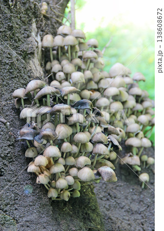 A lot of mica cap. Glistering inky cap in forest. Coprinellus micaceus growing A lot of mica cap. Glistering inky cap in forest. Coprinellus micaceus growing 138608672