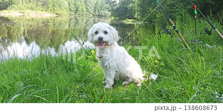 Maltipoo puppy sitting on green grass by river. Small Maltese dog playing outdoors 138608673