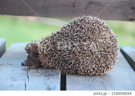European hedgehog close-up nose and muzzle. wild prickly animal 138608684