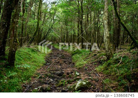 苔と木々に囲まれた森の登山道(静かな山林トレイル) 苔と木々に囲まれた森の登山道(静かな山林トレイル) 138608745