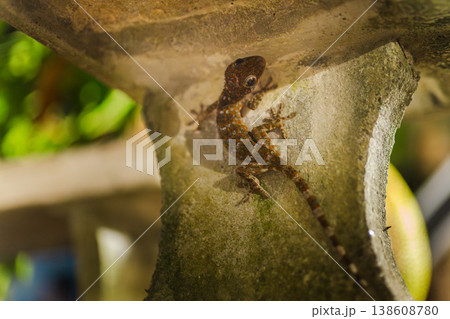 Small tokay gecko with spotted pattern clinging to curved concrete structure in tropical environment, detailed macro wildlife close up 138608780