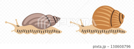 Snail, garden snail and achatina, graphic design. Gastropod, mollusk, animal, nature and wildlife, vector design and illustration 138608796