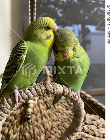 ラブリーなセキセイインコ ラブリーなセキセイインコ 138608830
