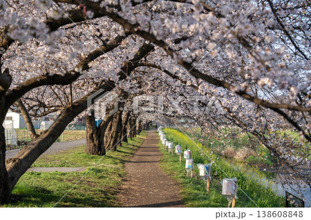 黒目川の桜トンネルと続く遊歩道(春の満開風景) 黒目川の桜トンネルと続く遊歩道(春の満開風景) 138608848