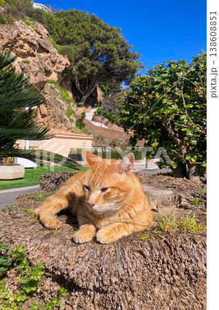 A cat lazily resting in warm sunlight on a stone enjoying peaceful outdoor moment in Torremolinos, Spain. 138608851