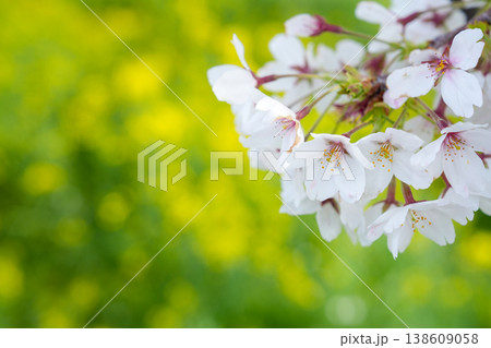 熊谷桜堤の桜と菜の花のやわらかなボケ（春のクローズアップ） 138609058