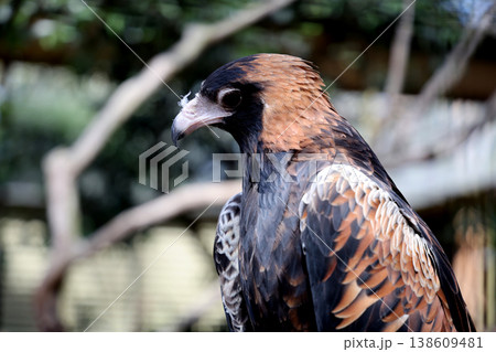 The black breasted buzzard is predator in nature at australia The black breasted buzzard is predator in nature at australia 138609481