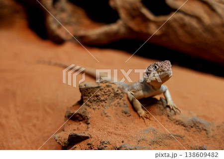 The Central Netted Dragon is nature animal in australia 138609482