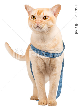 Burmese cat with measuring tape isolated on white background pet diet concept 138609505