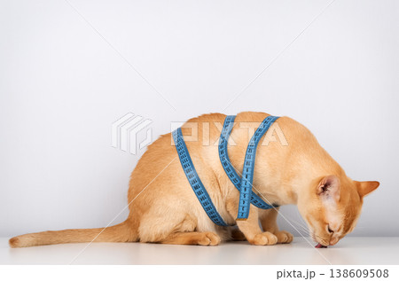 Burmese cat licking with measuring tape pet diet and weight control concept Burmese cat licking with measuring tape pet diet and weight control concept 138609508