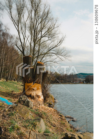 A tree damaged by a local beaver family, the trunk is clearly gnawed, and the crown was cut down by the local authorities. The photo was taken at a reservoir in Kamienna Gora, Lower Silesia, Poland. A tree damaged by a local beaver family, the trunk is clearly gnawed, and the crown was cut down by the local authorities. The photo was taken at a reservoir in Kamienna Gora, Lower Silesia, Poland. 138609678