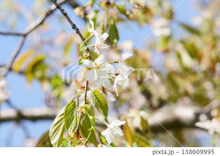 北海道の公園に咲く桜の花 北海道の公園に咲く桜の花 138609995