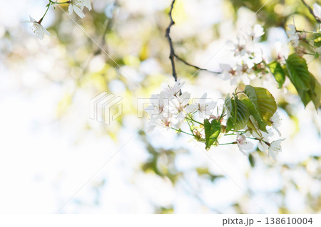 北海道の公園に咲く桜の花 北海道の公園に咲く桜の花 138610004