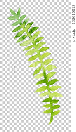 水彩植物插圖，描繪了細長的葉子（透明背景） 138610012