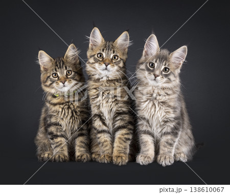 3 Maine Coon cat kittens on black 3 Maine Coon cat kittens on black 138610067